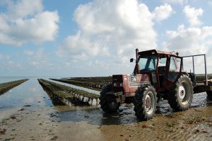 huitres Isigny – bessin – normandie - 1 huitres de Normandie Isigny-sur-Mer – bessin- 1