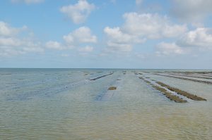 huitres Isigny – bessin – normandie - 3 huitres Isigny – bessin – huîtres de Normandie - 3