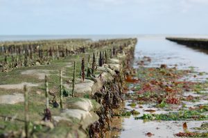huitres Isigny – bessin – normandie - 2 huitres de Normandie – bessin – les parcs Isigny-sur-Mer - 2