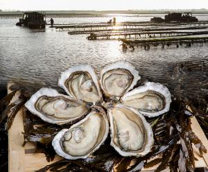 huitres-de-normandie-Isigny-sur-mer-demi-douzaine-huitres-taillepied