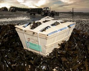 huitres-de-normandie-Isigny-sur-mer-panier-fraicheurtaillepied