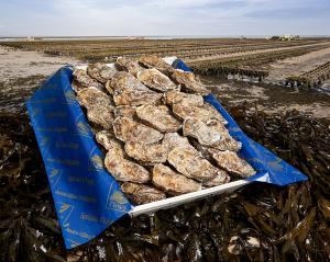 huitres-de-normandie-Isigny-sur-mer-panier-interieur-taillepied